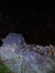 Cyrtodactylus marmoratus