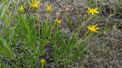 Stenotus armerioides