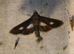 Diaphania praxialis