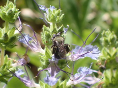 Andrena nigrocaerulea
