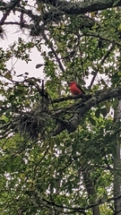 Pyrocephalus rubinus