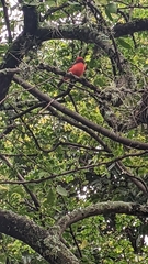 Pyrocephalus rubinus