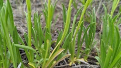 Stenotus armerioides