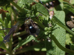 Andrena nigrocaerulea