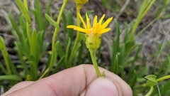 Stenotus armerioides