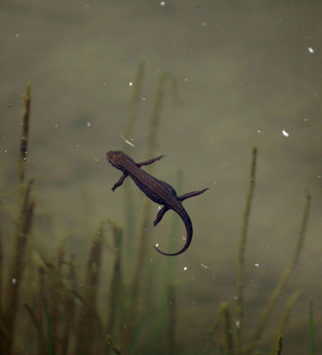 Caucasian Smooth Newt