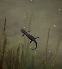 Lissotriton lantzi
