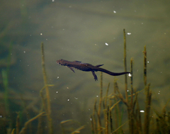 Lissotriton lantzi