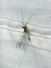 Maccaffertium modestum