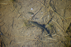 Lissotriton lantzi