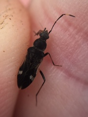 Horridipamera robusta