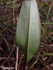 Cryptostylis erecta