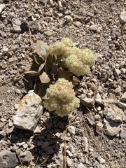 Eriogonum robustum