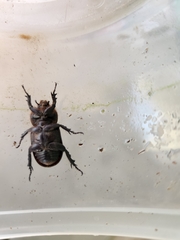 Hemiphileurus illatus