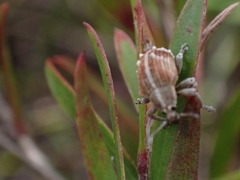 Iptergonus cionoides