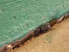 Hemiphileurus illatus