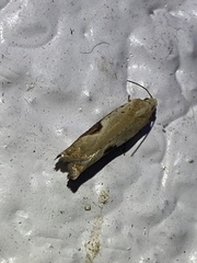 Pseudexentera costomaculana