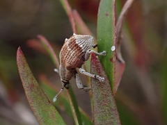 Iptergonus cionoides