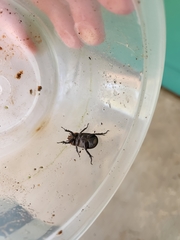 Hemiphileurus illatus