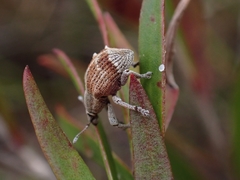 Iptergonus cionoides