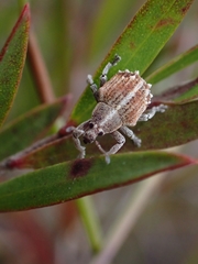 Iptergonus cionoides
