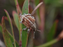 Iptergonus cionoides