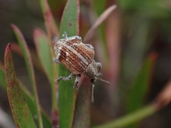 Iptergonus cionoides