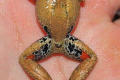 Eleutherodactylus atkinsi