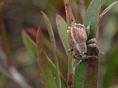 Iptergonus cionoides