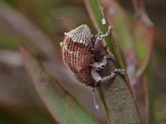 Iptergonus cionoides