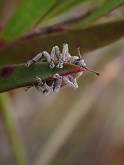 Iptergonus cionoides