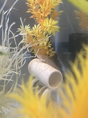 Coryphopterus punctipectophorus