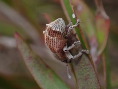 Iptergonus cionoides