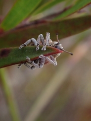 Iptergonus cionoides