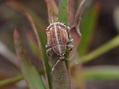Iptergonus cionoides