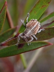 Iptergonus cionoides