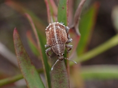 Iptergonus cionoides