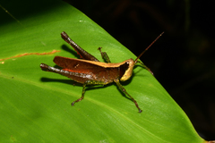 Maculiparia