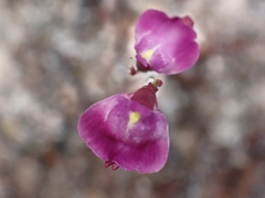 Utricularia lateriflora