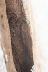 Tropidophis melanurus