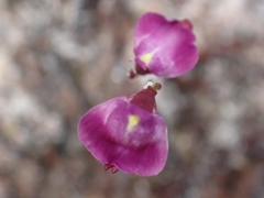 Utricularia lateriflora