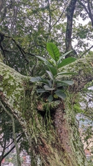Magnoliopsida