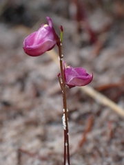 Utricularia lateriflora