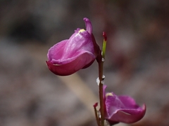Utricularia lateriflora
