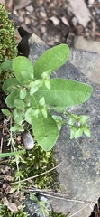 Triodanis