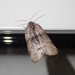 Polygrammate cadburyi