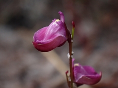 Utricularia lateriflora