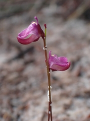 Utricularia lateriflora
