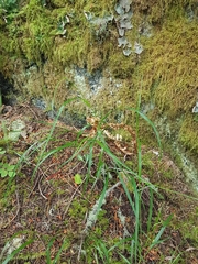 Melica subulata