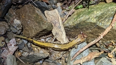 Desmognathus carolinensis